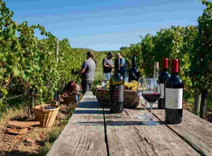 Diventa vignaiolo per un anno con Andrea Moser: il tuo sogno di fare vino si avvera