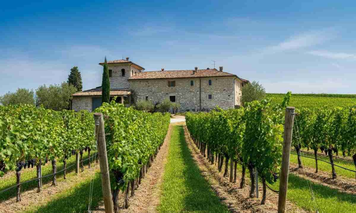 Filippo Butussi assume la guida del Consorzio Friuli Colli Orientali: cosa cambia per il futuro del vino friulano?
