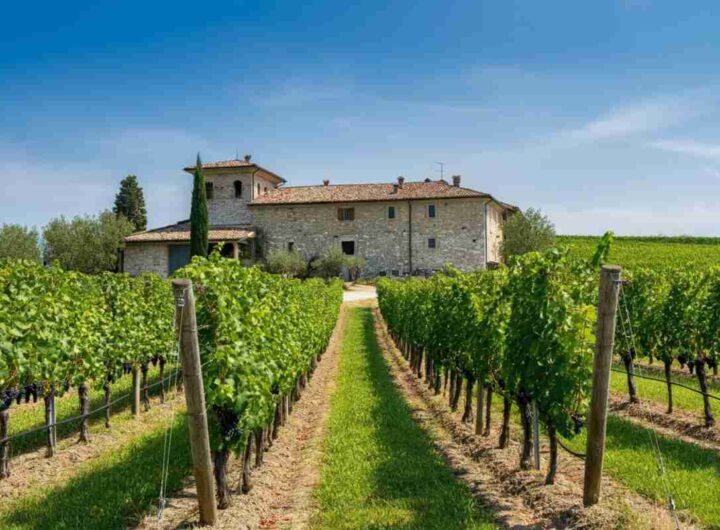 Filippo Butussi assume la guida del Consorzio Friuli Colli Orientali: cosa cambia per il futuro del vino friulano?