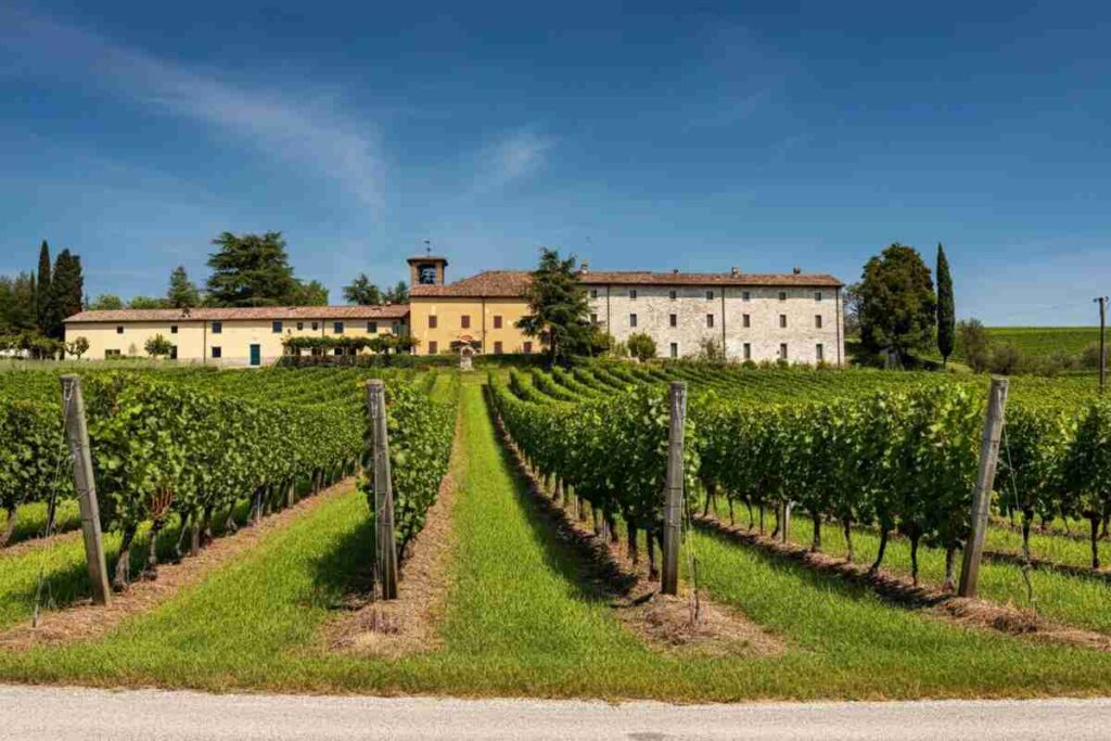Filippo Butussi: il nuovo volto alla guida del Consorzio Friuli Colli Orientali e Ramandolo