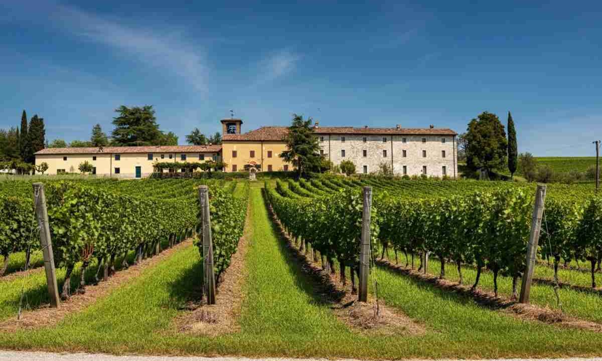 Filippo Butussi: il nuovo volto alla guida del Consorzio Friuli Colli Orientali e Ramandolo