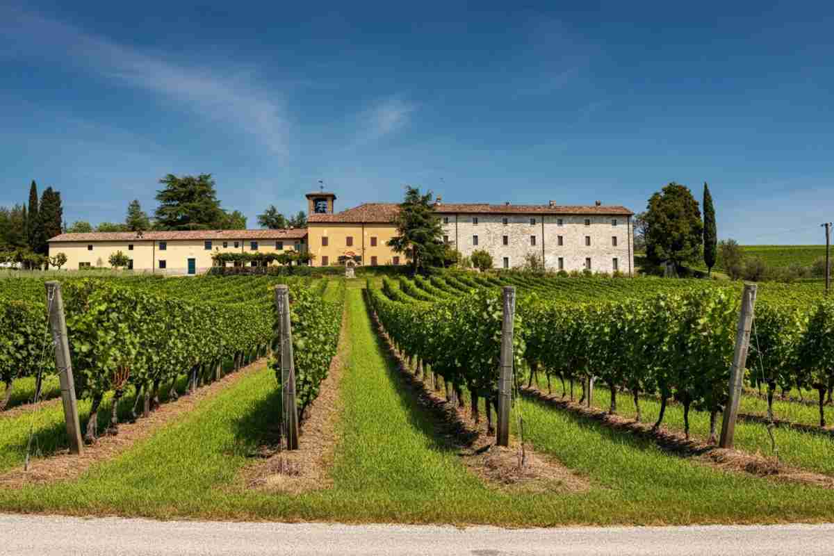 Filippo Butussi: il nuovo volto alla guida del Consorzio Friuli Colli Orientali e Ramandolo