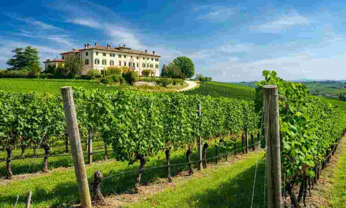 Filippo Butussi: il volto nuovo alla guida del Consorzio Friuli Colli Orientali e Ramandolo