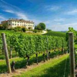 Filippo Butussi: il volto nuovo alla guida del Consorzio Friuli Colli Orientali e Ramandolo