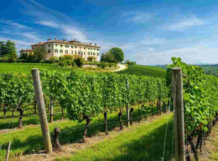 Filippo Butussi: il volto nuovo alla guida del Consorzio Friuli Colli Orientali e Ramandolo