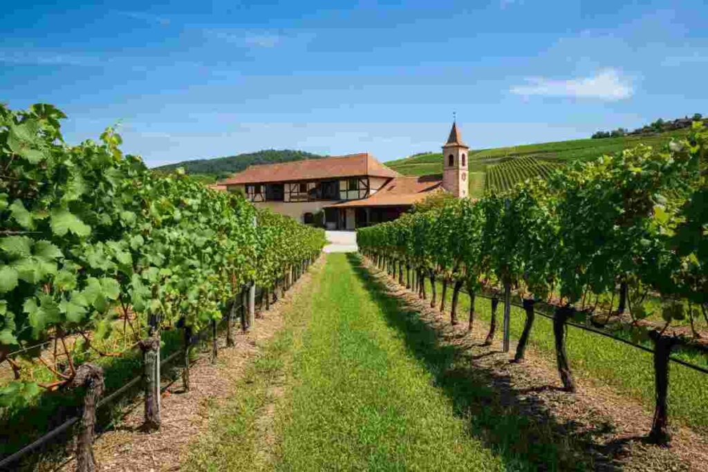 Fondi UE per il vino sudafricano: l'Etna Doc accusa l'Europa di tradire le imprese