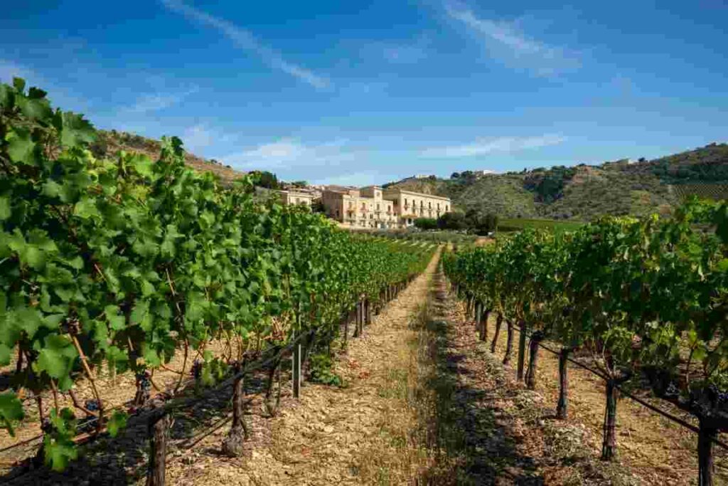 Generazione Next: i giovani produttori di vino siciliani under 40 si uniscono per innovare