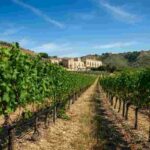 Generazione Next: i giovani produttori di vino siciliani under 40 si uniscono per innovare