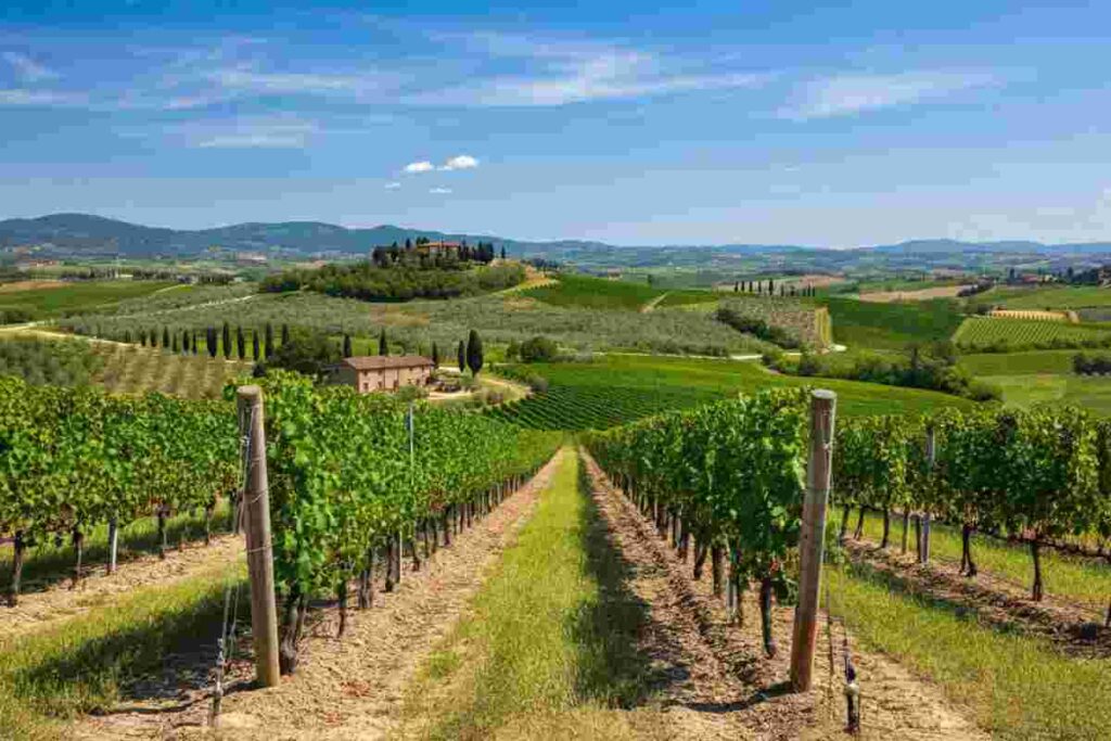 Giovanni Busi alla guida del Consorzio Vino Chianti: la strategia per conquistare nuovi mercati