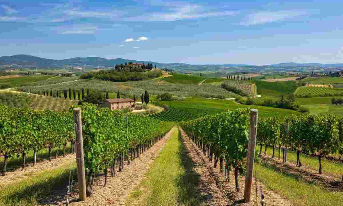 Giovanni Busi alla guida del Consorzio Vino Chianti: la strategia per conquistare nuovi mercati