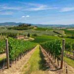 Giovanni Busi alla guida del Consorzio Vino Chianti: la strategia per conquistare nuovi mercati