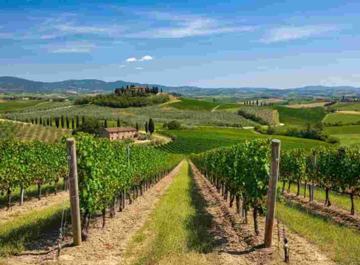 Giovanni Busi alla guida del Consorzio Vino Chianti: la strategia per conquistare nuovi mercati