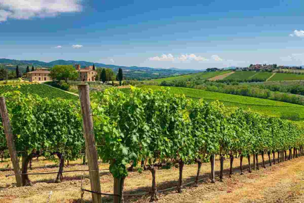 Giovanni Busi torna alla guida del Consorzio Vino Chianti: cosa aspettarsi per il futuro