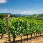 Giovanni Busi torna alla guida del Consorzio Vino Chianti: cosa aspettarsi per il futuro