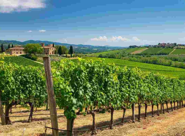 Giovanni Busi torna alla guida del Consorzio Vino Chianti: cosa aspettarsi per il futuro