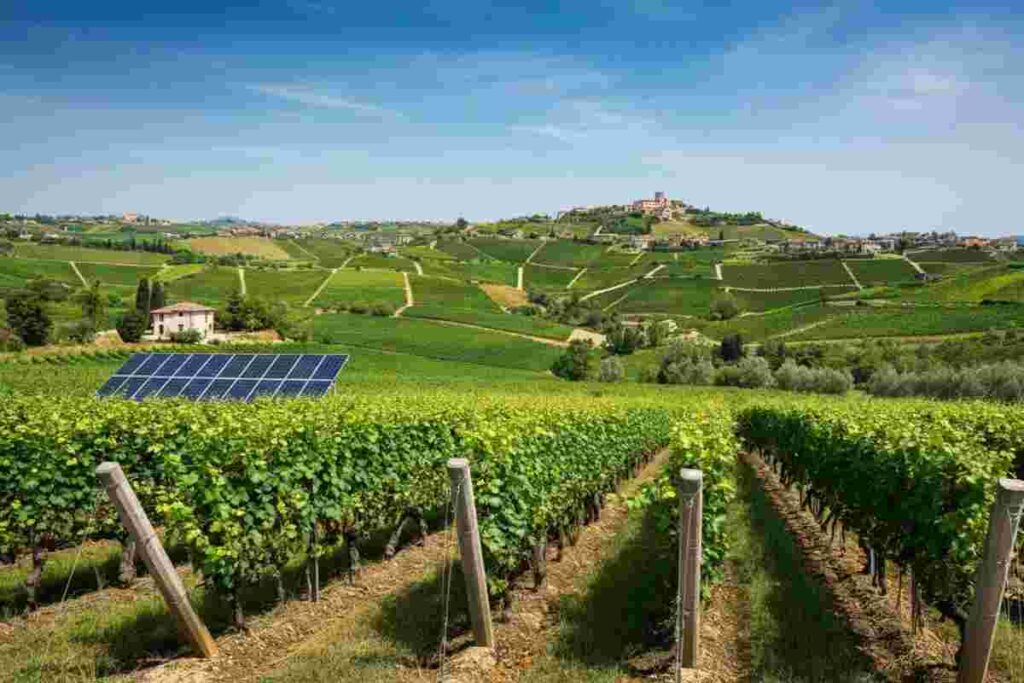 I bianchi del Sannio: La Guardiense e il segreto della longevità nel vino