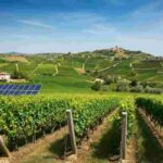 I bianchi del Sannio: La Guardiense e il segreto della longevità nel vino
