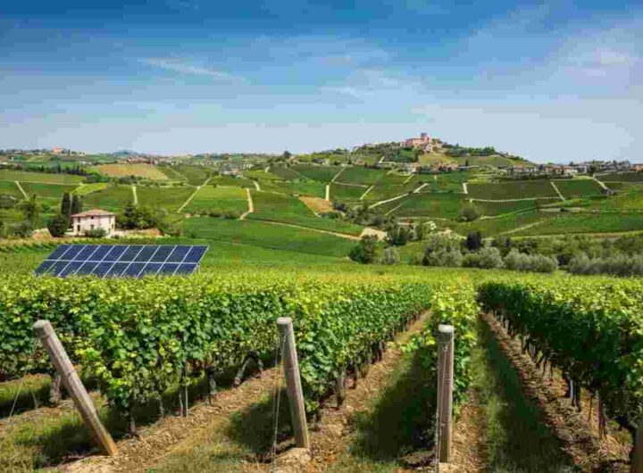 I bianchi del Sannio: La Guardiense e il segreto della longevità nel vino