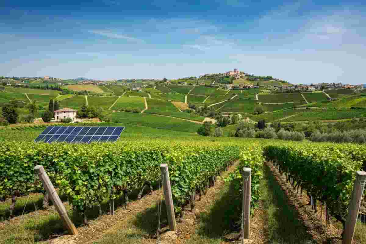I bianchi del Sannio: La Guardiense e il segreto della longevità nel vino