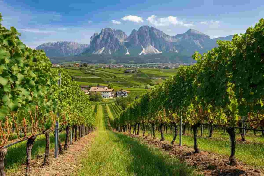 I signori del vino: un'avventura tra i vitigni italiani con Marcello Masi e Rocco Tolfa su Rai2