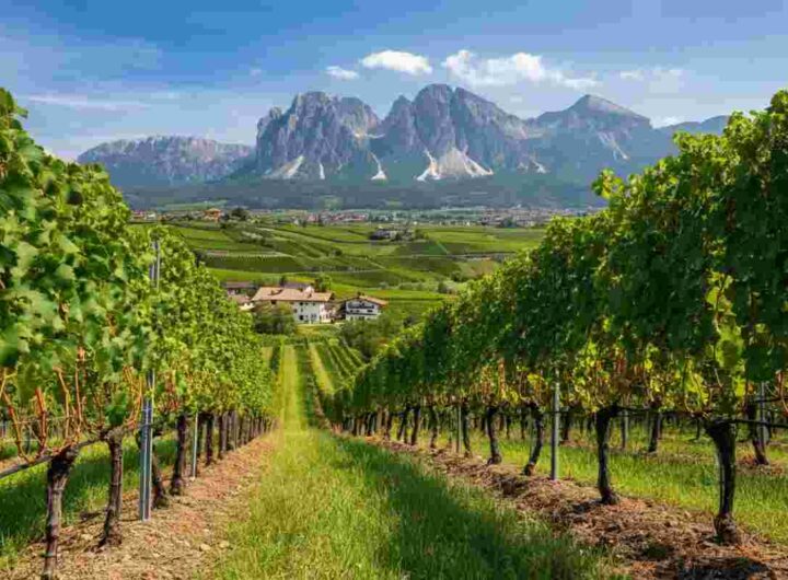 I signori del vino: un'avventura tra i vitigni italiani con Marcello Masi e Rocco Tolfa su Rai2