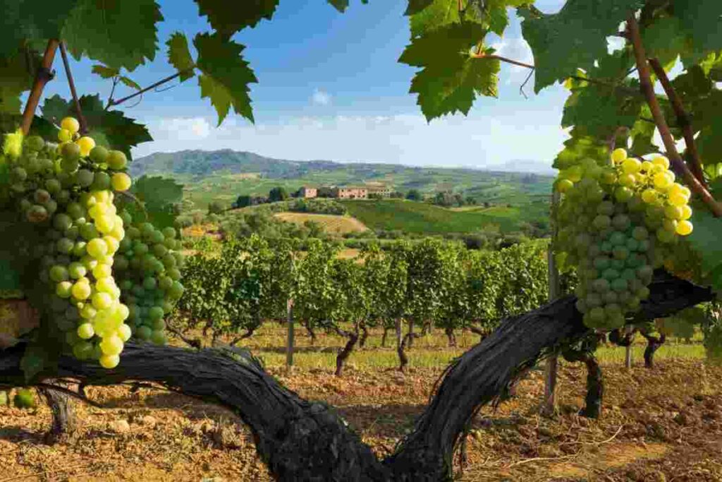 Il Cirò Classico: il vino delle Olimpiadi che conquista l'Europa