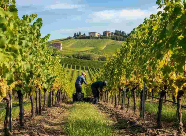 Il Pinot Grigio Delle Venezie: cosa significa la riduzione della resa per la vendemmia 2025?