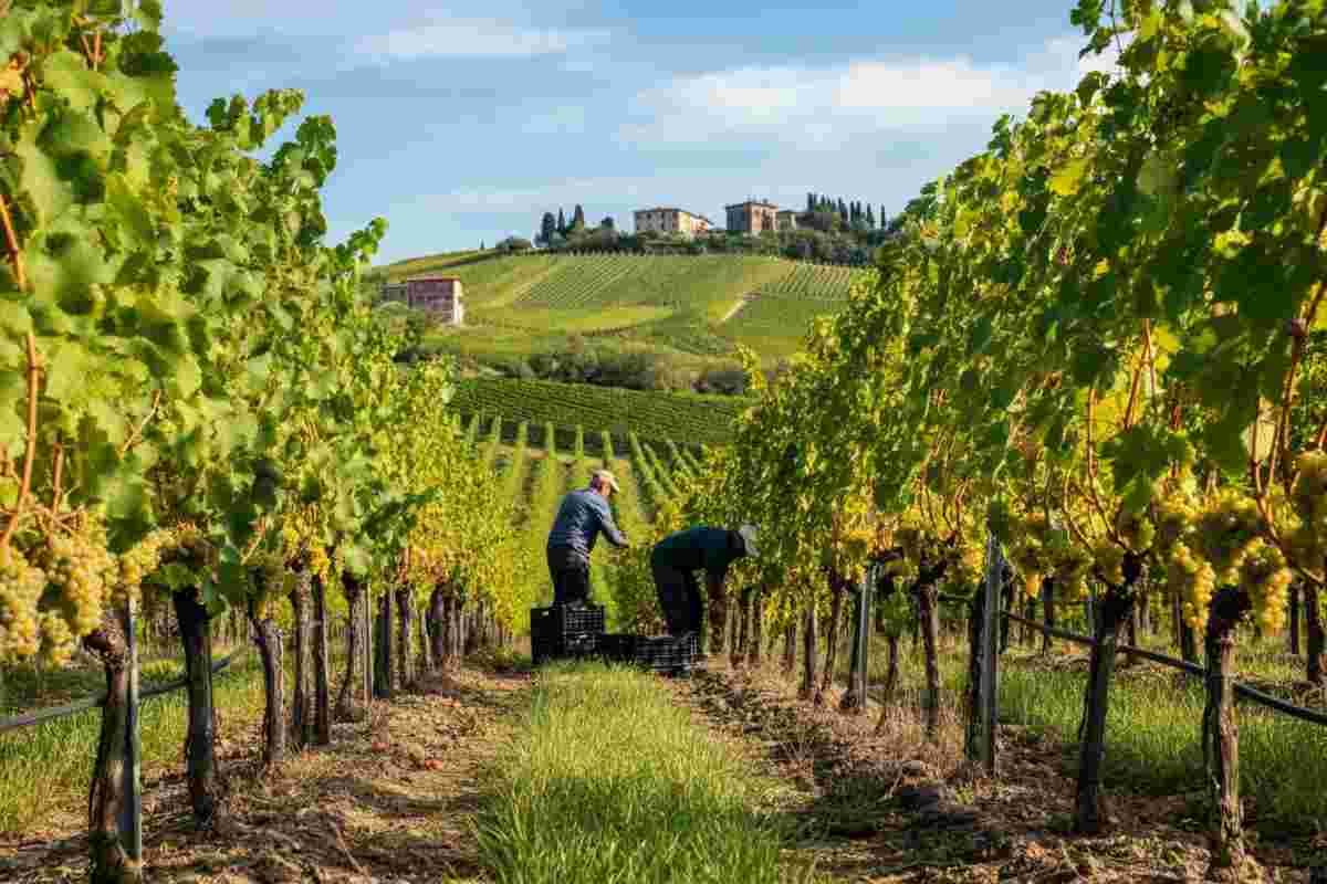 Il Pinot Grigio Delle Venezie: cosa significa la riduzione della resa per la vendemmia 2025?