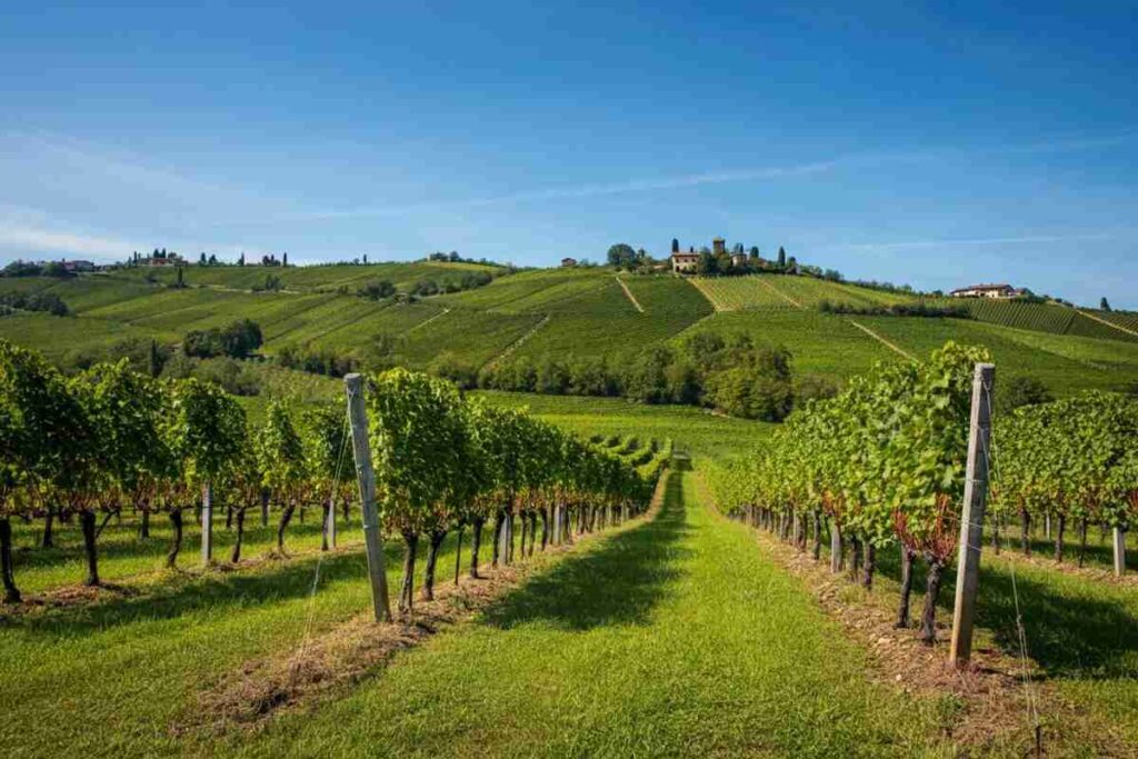 Il “Premio Collio”: celebra l'eccellenza dell'enologia e della viticoltura nel nostro territorio