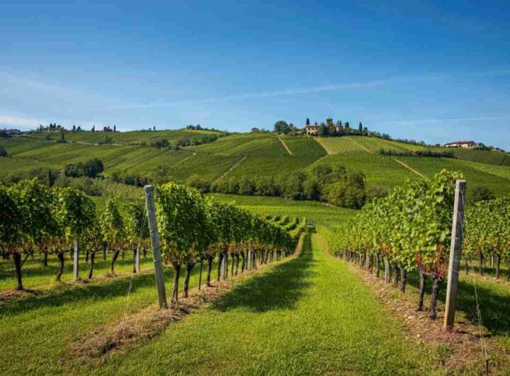 Il “Premio Collio”: celebra l'eccellenza dell'enologia e della viticoltura nel nostro territorio