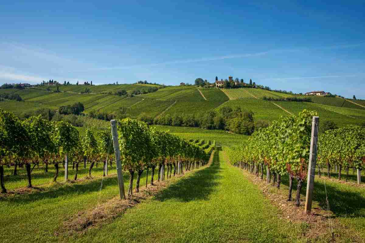Il “Premio Collio”: celebra l'eccellenza dell'enologia e della viticoltura nel nostro territorio