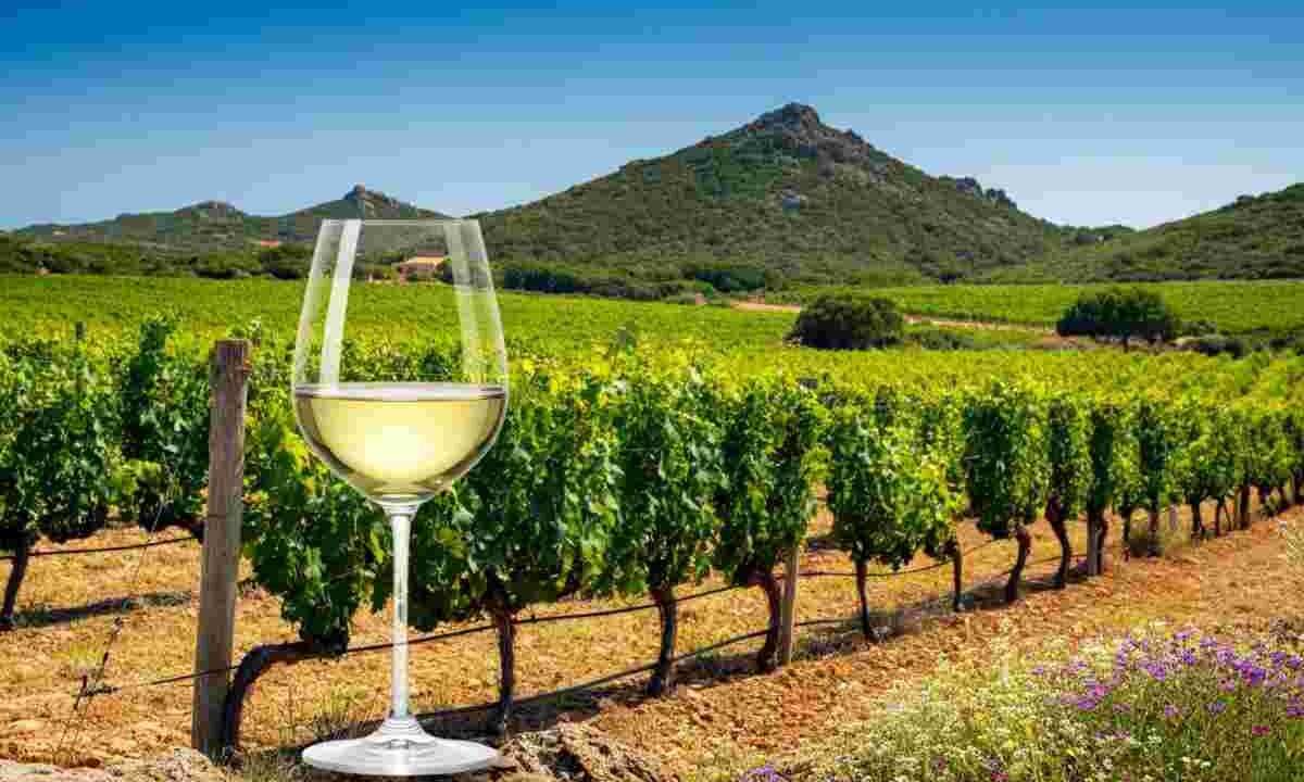 Il Vermentino della Gallura che conquista il Campionato 2023