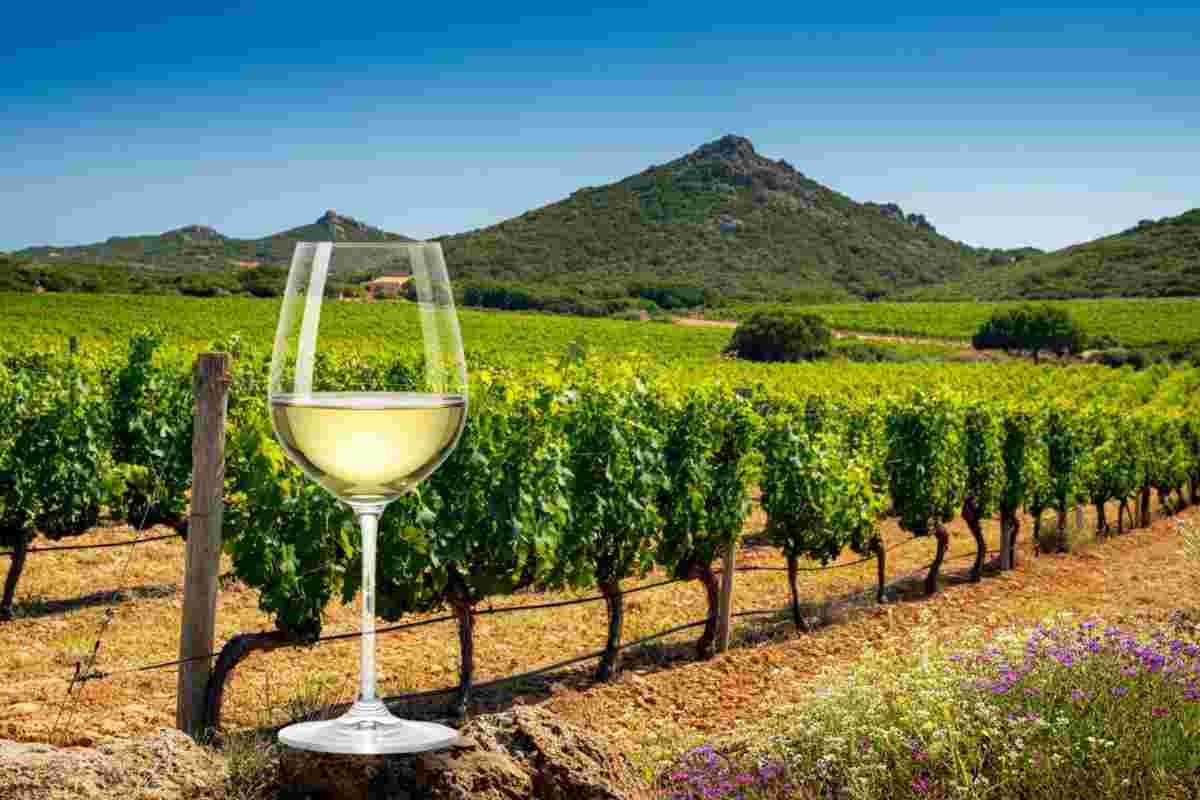 Il Vermentino della Gallura che conquista il Campionato 2023