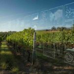 Il futuro del vino: come il digitale e l'AI stanno rivoluzionando il mercato estero