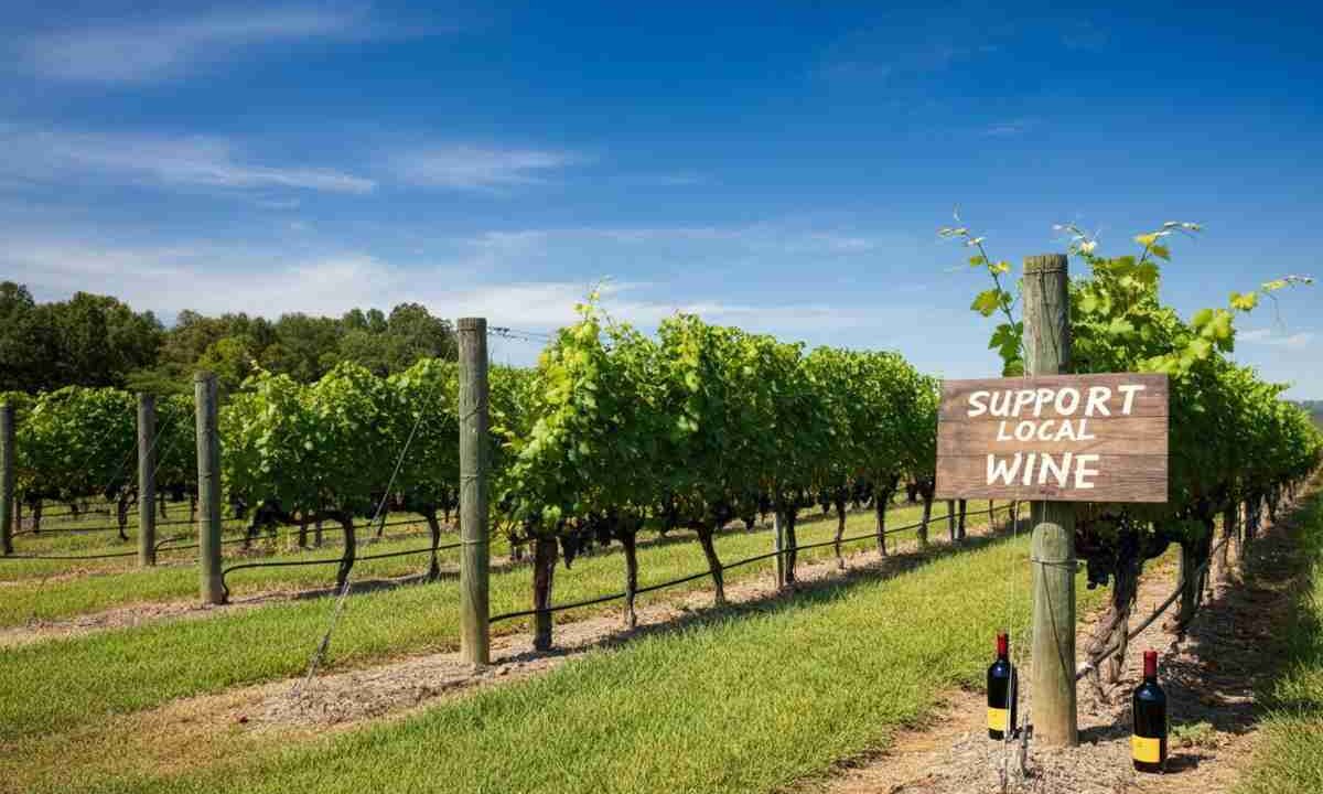 Il mondo del vino USA si unisce contro i dazi di Trump