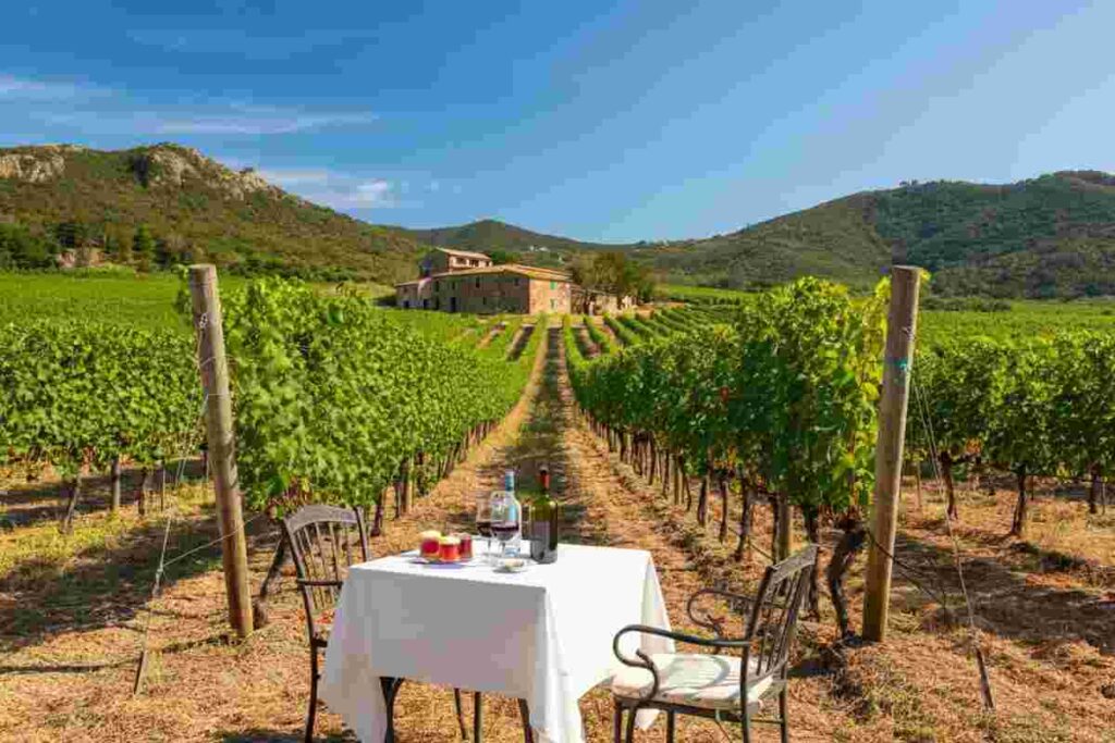 Il paradosso dell'Elba: il turismo consuma il vino, ma il futuro è altrove