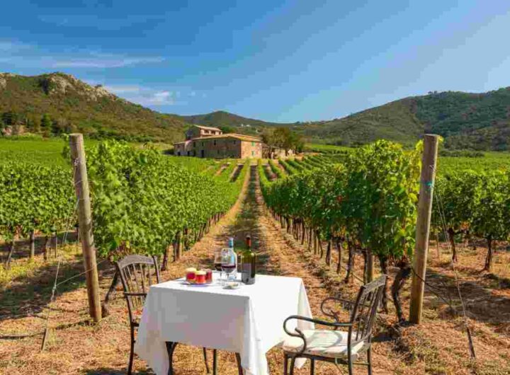 Il paradosso dell'Elba: il turismo consuma il vino, ma il futuro è altrove