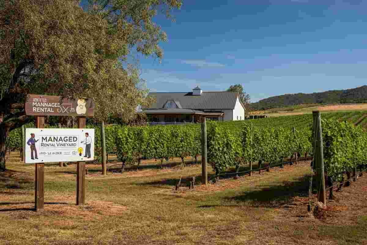 Il settore vinicolo tra affitto gestorio e joint-venture: strategie per affrontare le incertezze attuali