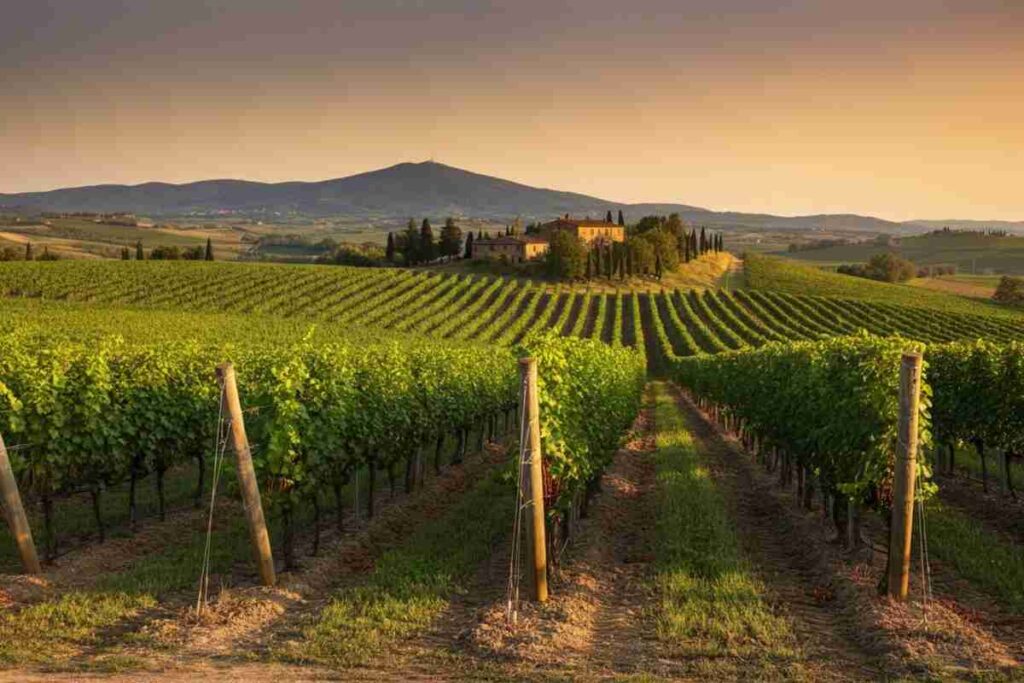 Il viaggio di Famiglia Cecchi per esaltare il Sangiovese nei suoi luoghi d'elezione