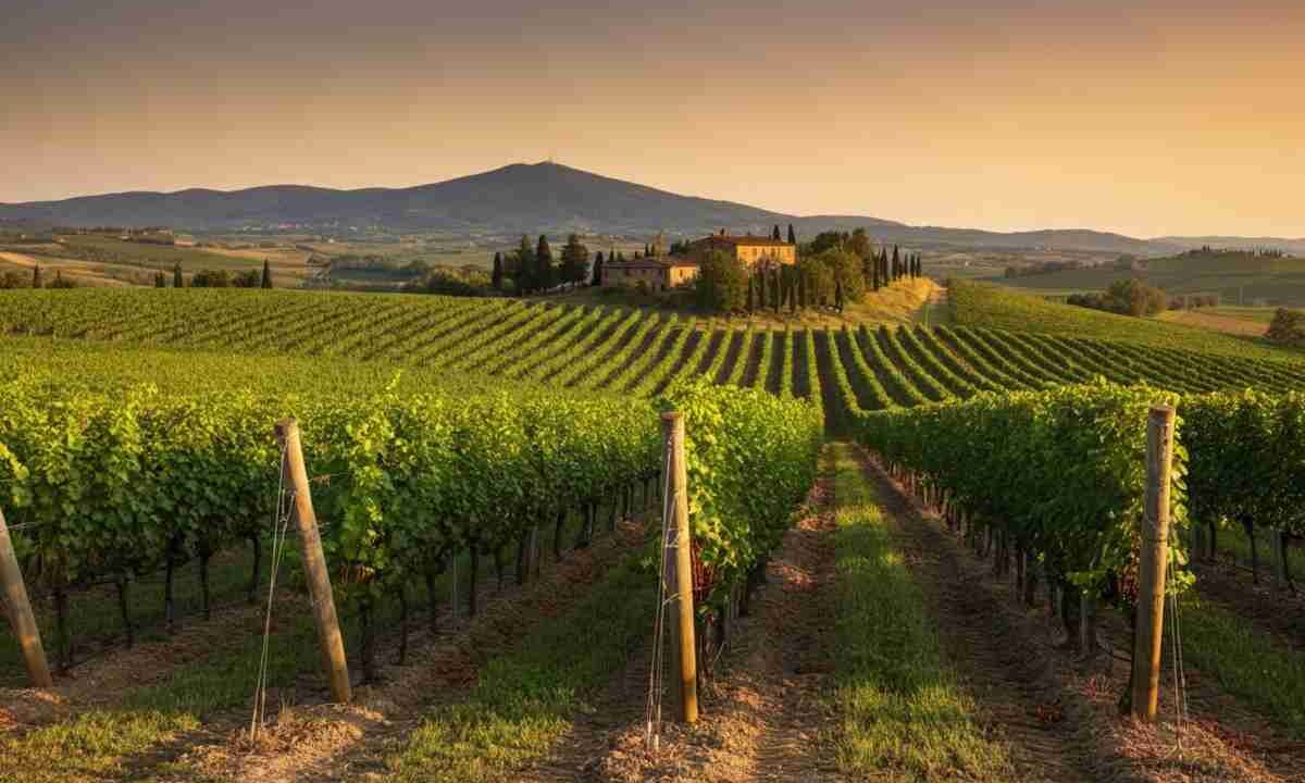 Il viaggio di Famiglia Cecchi per esaltare il Sangiovese nei suoi luoghi d'elezione