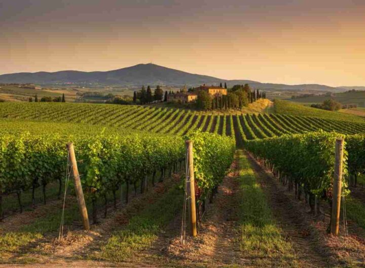 Il viaggio di Famiglia Cecchi per esaltare il Sangiovese nei suoi luoghi d'elezione