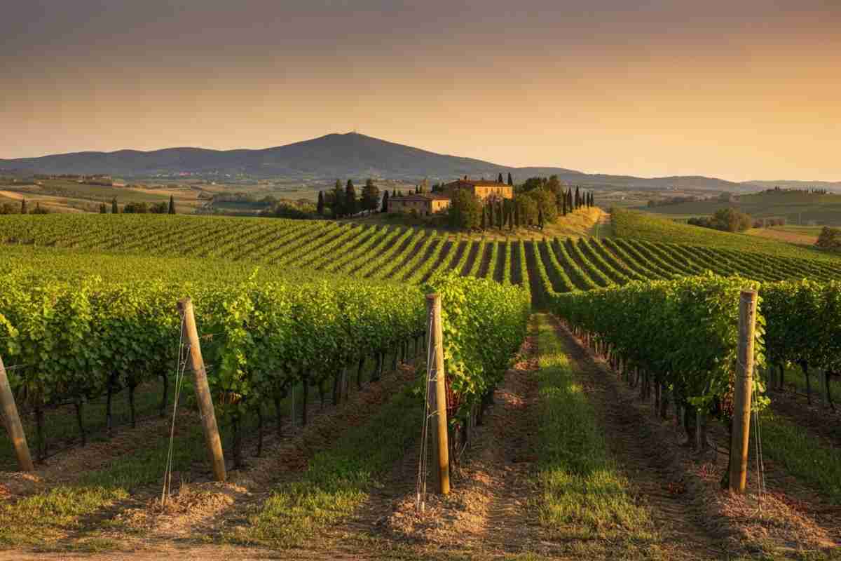 Il viaggio di Famiglia Cecchi per esaltare il Sangiovese nei suoi luoghi d'elezione