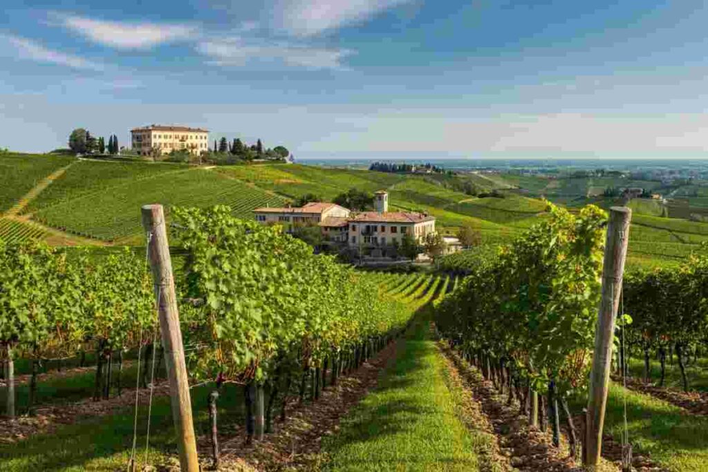 Il viaggio nel cuore del Friuli: Pighin e la sua doppia anima enoica