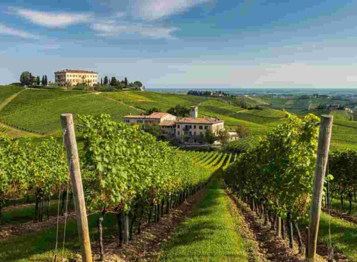 Il viaggio nel cuore del Friuli: Pighin e la sua doppia anima enoica