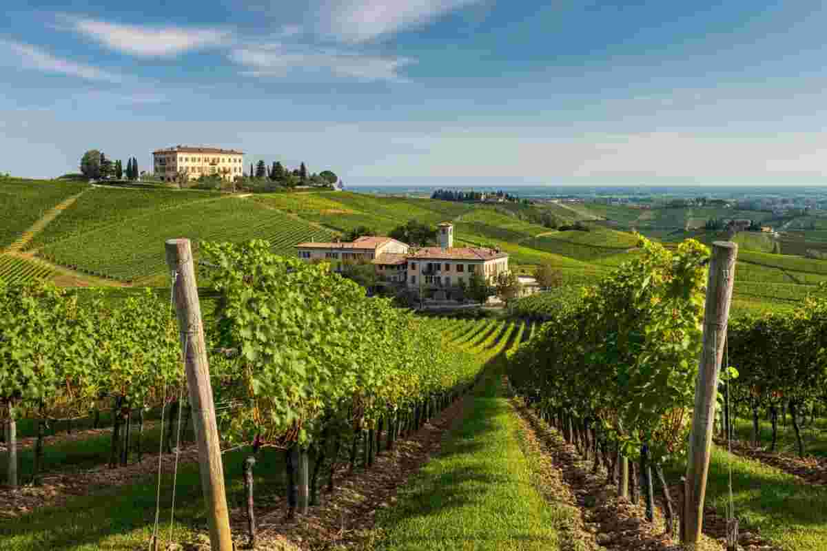 Il viaggio nel cuore del Friuli: Pighin e la sua doppia anima enoica