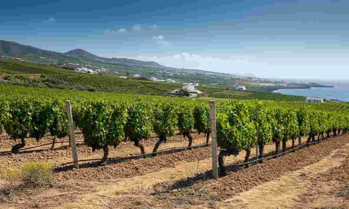 Il vigneto gioiello di Firriato: scopri Tenuta Calamoni