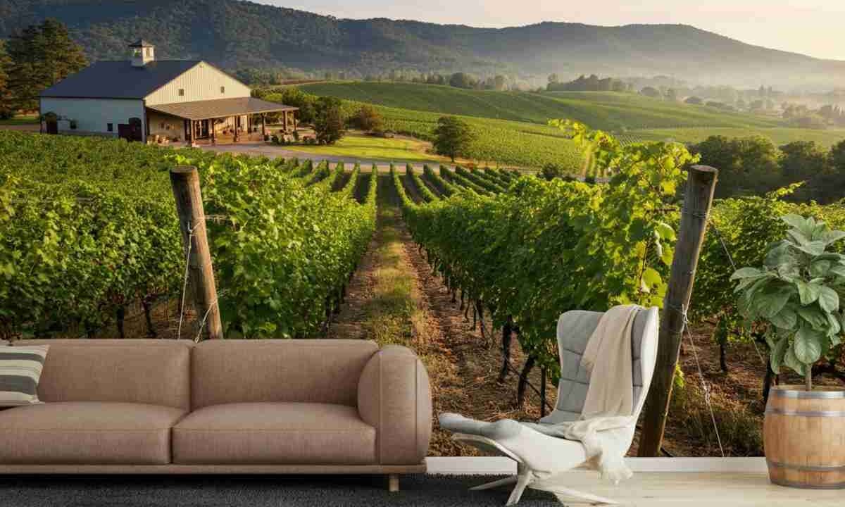 Il vino sfida le avversità: investimenti che raccontano una rinascita