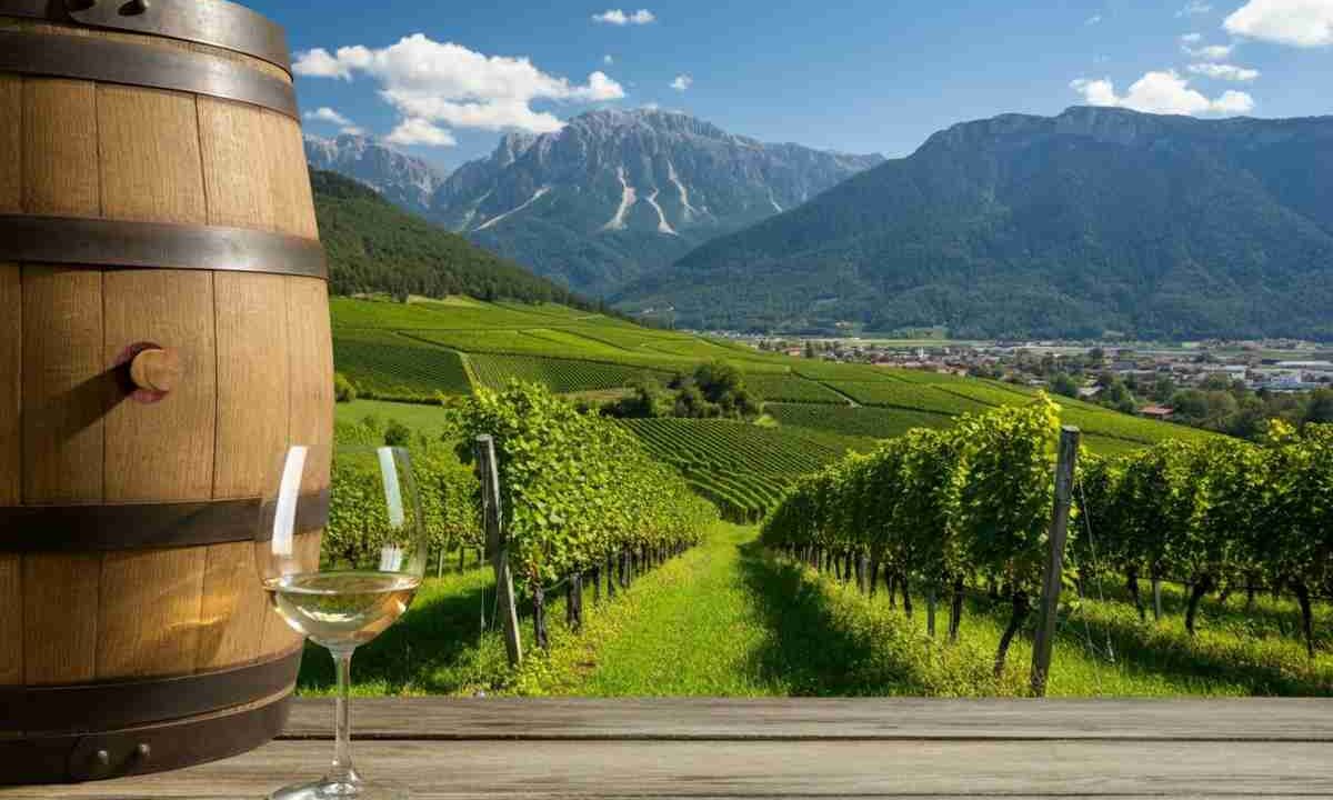 Kerner Aristos: il vino che svela l'anima verticale della Valle Isarco