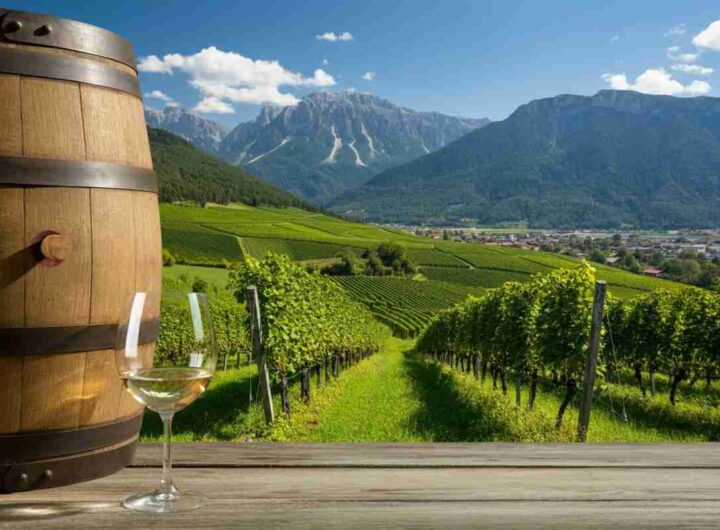 Kerner Aristos: il vino che svela l'anima verticale della Valle Isarco
