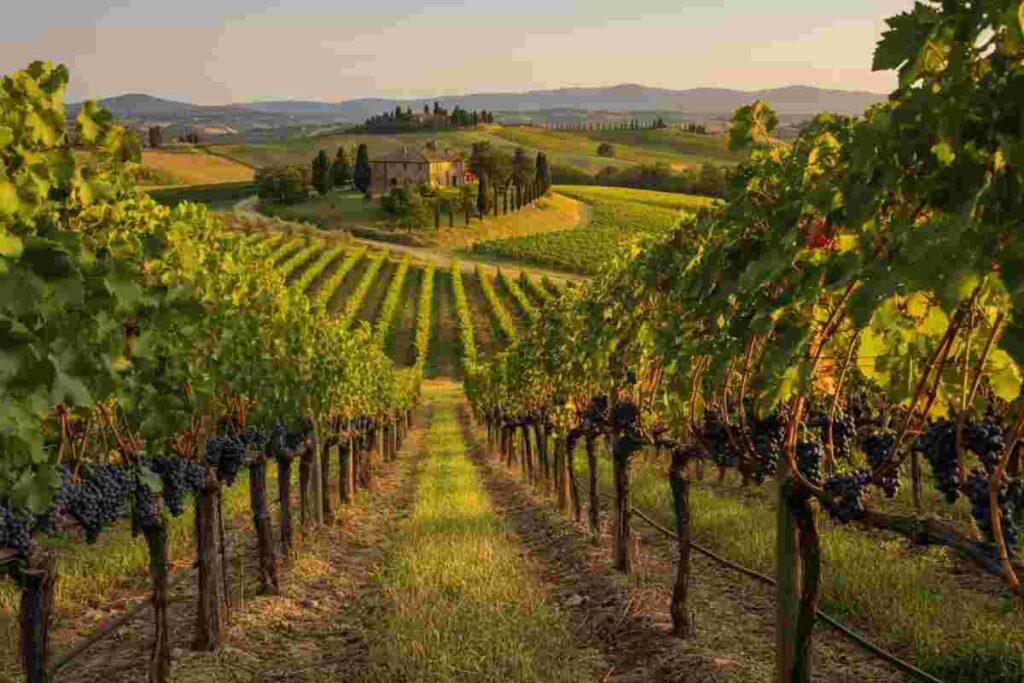 L’Altra Toscana: alla scoperta dei tesori enologici nascosti
